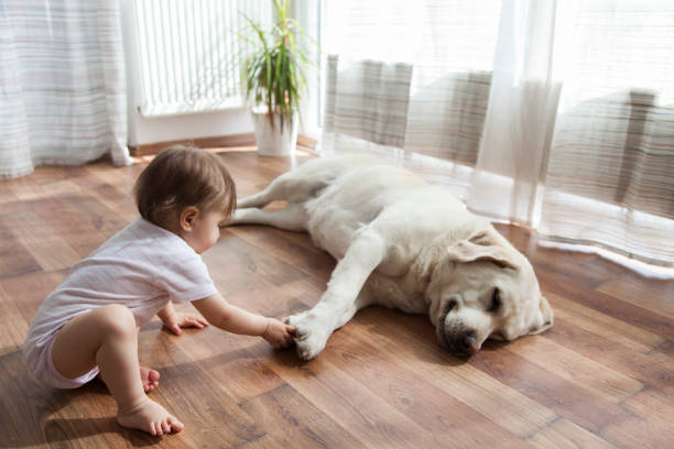 Top Flooring Options For Pet Owners | Wacky's Flooring